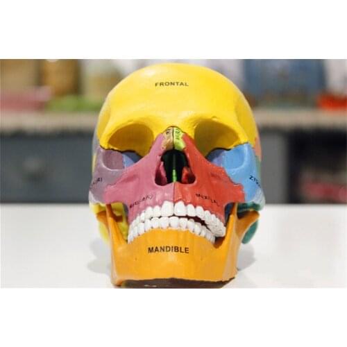 4D color bone Intelligence Assembling Toy HumanOrgan Anatomy Model Medical Teaching DIY Popular Science Appliances