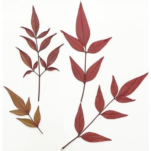 100pcs Pressed Dried Flower Nandina domestica Herbarium For Epoxy Resin Jewelry Making Makeup Face Bookmark Nail Art Craft DIY