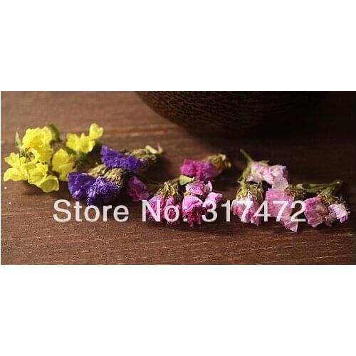 Free mail!!!! Forget-me-not/all over the sky star/big sweet chrysanthemum/jequirity dry flower, the glass filler