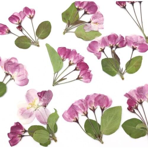 15pcs Dried Pressed Malus Spectabilis Branch Flower Plant Herbarium For Jewelry Postcard Bookmark Phone Case Scrapbook Craft
