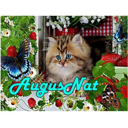 Cat diamond painting flower 5d daimond embroidery full round butterfly daimont painting beads puzzle picture diamant draw decal