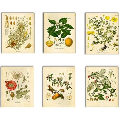 Poster Home Decor Stickers 9PCS/Set Antique Plants Fruits Flowers Paintings Laboratory School Living Room Home Decoration