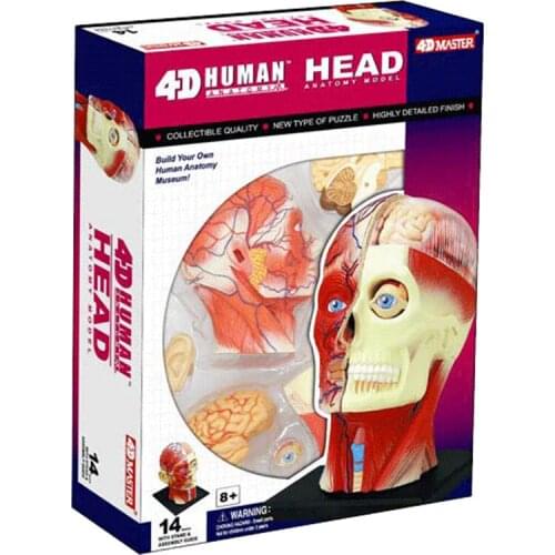 4D MASTER puzzle assembly toy head muscle nerve anatomy model medicine