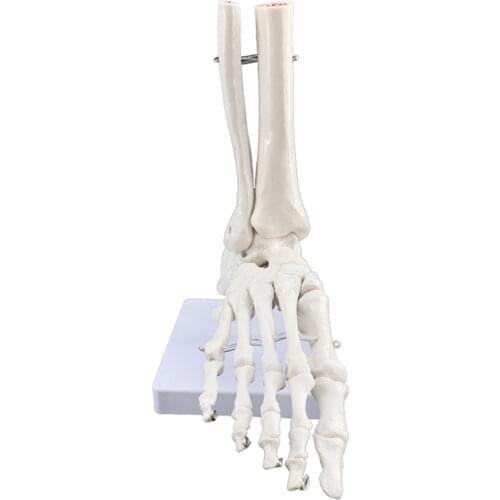 Anatomical Human Skeleton Foot Model, Life Size, Foot and Ankle Model – Anatomical Foot Model, Human Foot Skeleton Model on Base