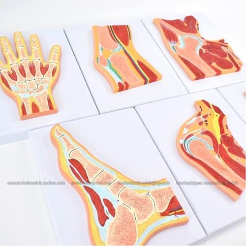CMAM/12716 Human Joint Section Series, Medical Extremities Anatomical Human Model