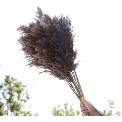 10Pcs/lot 60CM Natural Reed Dried Flower Pampas Grass Decor Bouquet Wedding Flowers Ceremony Decoration Bulrush Bunch Wholesale