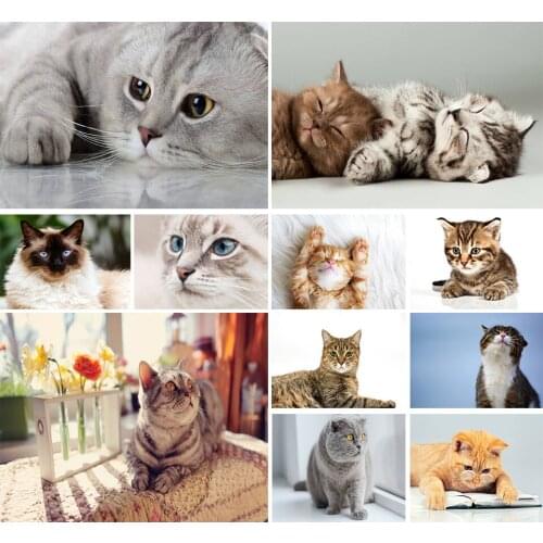 5D DIY Diamond Painting Animal Cross Stitch Kit Full Diamond Embroidery Cat Rhinestone Art Picture Mosaic Home Decoration Gift