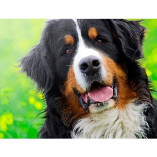 5d diy diamond painting full square/round,Handicraft Diamond Embroidery bernese mountain dog mosaic,home decor craft NEW1876