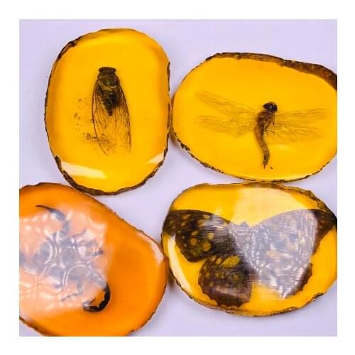 Natural Amber Beeswax Raw Stone Insect Specimens
