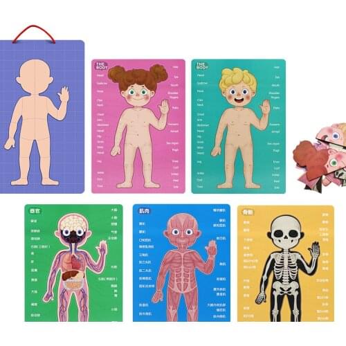 89 Pieces Magnetic Human Body Puzzle Double Sided Anatomy Play Set Wooden Educational Learning Toy Body Puzzles for Toddlers