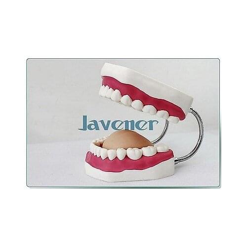 Magnify Dental Teeth Model Oral Care Toothbrushing Guidance Teaching Model