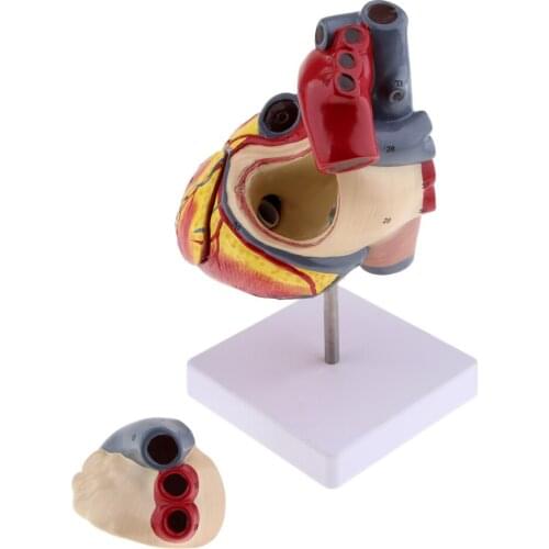 2.5 Times Lifesize Human Heart Anatomy Model Viscera Model Teaching Learning Tool