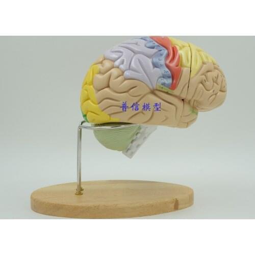 Science Museum using medical assembled 2 times brain model the human brain anatomy model