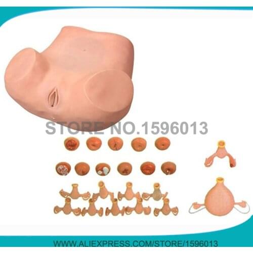 Advanced Gynecologist Examination Simulator,Gynecological Training model, Pelvic Examination model,GYN Training