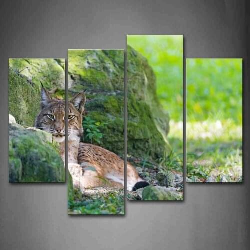 Bobcat Sit By Rock On Grass Wall Art Painting Pictures Print On Canvas Animal The Picture For Home Modern Decoration