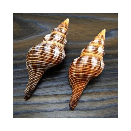 Natural Red Snail 8-10cm Conch Shell Snail Milk Snail Home Furnishing Platform Fish Tank Wedding