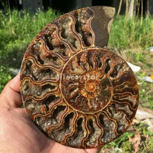 1pcs 400-500g big size madagascar fossils iridescent ammonite natural stones and minerals specimen