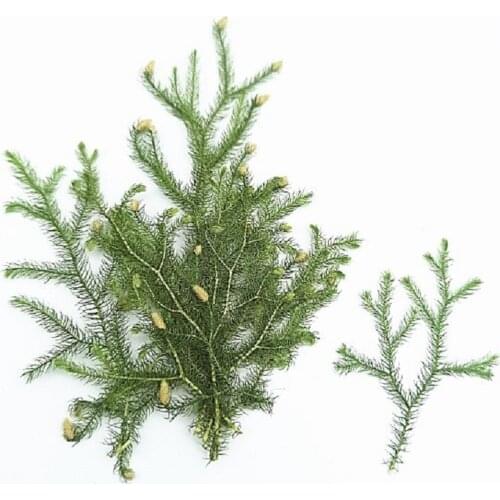 100pcs Pressed Dried Pinus Tabulaeformis Flower Herbarium For Epoxy Resin Makeup Jewelry Postcard Invitation Card Phone Case DIY