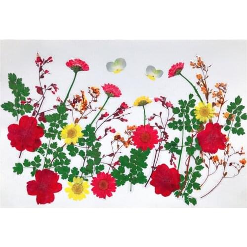 Pressed Flower Flower Real Dried Flowers Leaves Leaf for Flower Art