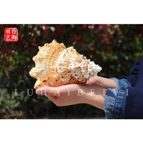 Conch shells Jinkou Rana natural conch conch ornament aquarium landscaping creative home decor accessories style statue