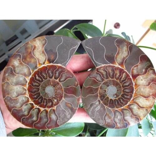 387g NATURAL CUT CRETACEOUS AMMONITE FOSSIL INTERIOR DISPLAY