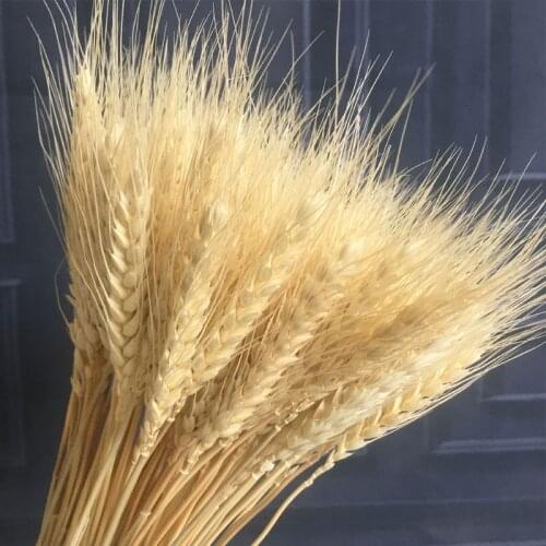 50pcs Natural Small Pampas Grass Wheat Wedding Christmas Decor Reed Dried Flower Phragmites Home Decoration Real Plant Bouquet