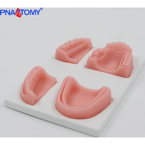 Silicone Oral Cavity Gum Suture Model Teeth Gingiva Practice Tool Dentist Used Medical Teaching Equipment with Base
