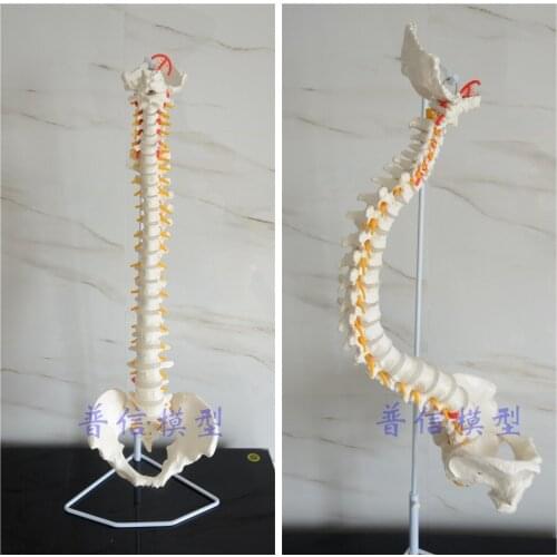 Free shipping& flexible spine model,1:1 adult lumbar bend spine model,bone model without femur,used for massage ,yoga etc