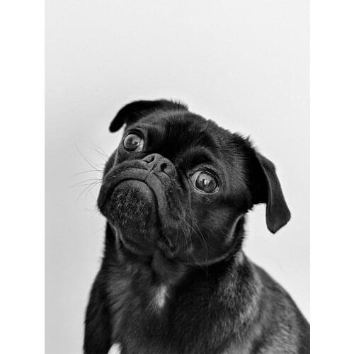 Diamond Painting black pug dog Mosaic Full Square Round DIY 5D Diamond Embroidery Living room bedroom Paintings Art