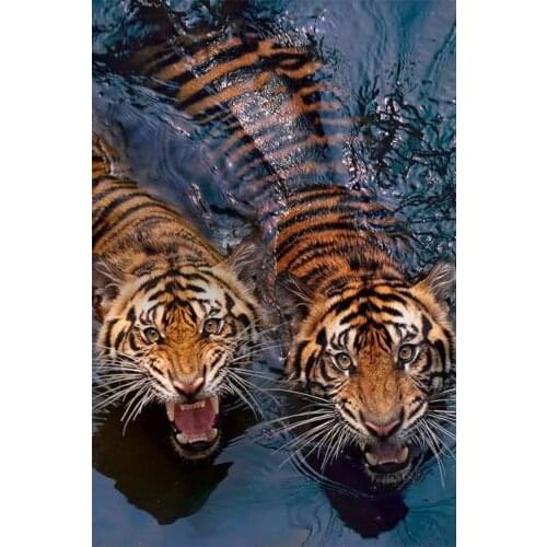 Swimming Animal Tigers Art Film Print Silk Poster Home Wall Decor 24x36inch
