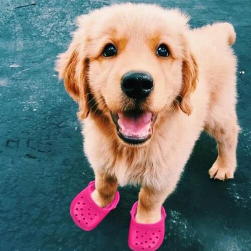 Dog Chew Toy Pet Breathable Slippers Nonslip Footwear For Large Dog Candy Coloured Holy Summer Breathable Mesh Dog Shoes Dropsh