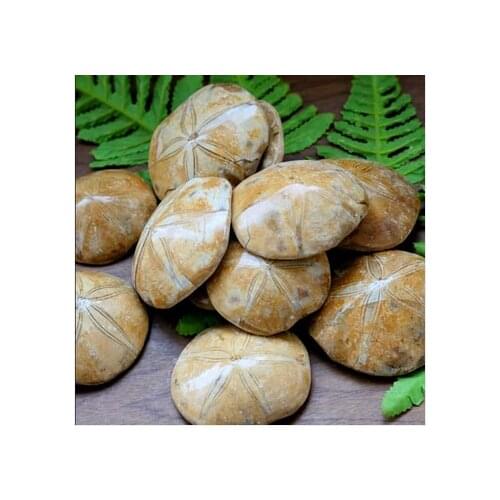 Natural JURASSIC Madagascar SEA BISCUIT URCHIN FOSSIL sand dollar Star Fish Dinosaur Age Wholesale