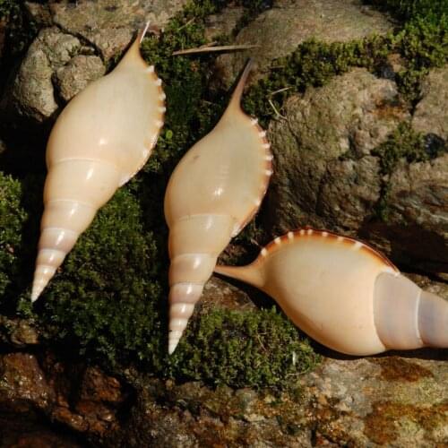 9-10cm Martin Proboscis Natural Conch Shell Fish Tank Landscaping Collection Rare Look Good Photography Props Background