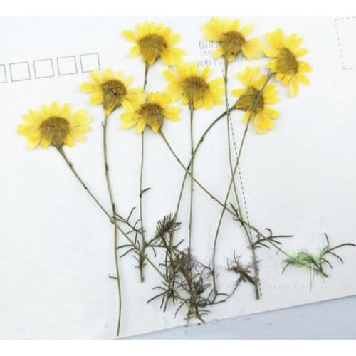 250pcs Pressed Dried 5-10cm Yellow Chrysanthemum Flower Stalk Plants Herbarium For Jewelry Photo Frame Bookmark Phone Case DIY