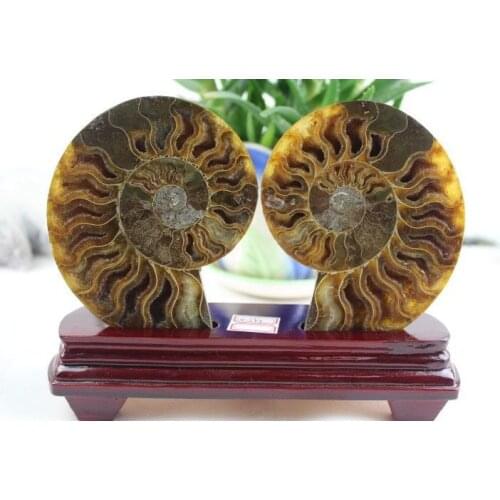 389g 2 Half Cut Ammonite Shell Jurrassic Fossil Madagascar+120g