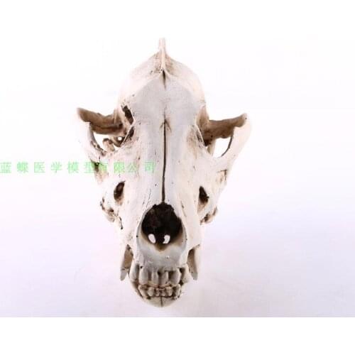 Wolf skull model Resin decoration Household act the role ofing is tasted free shipping
