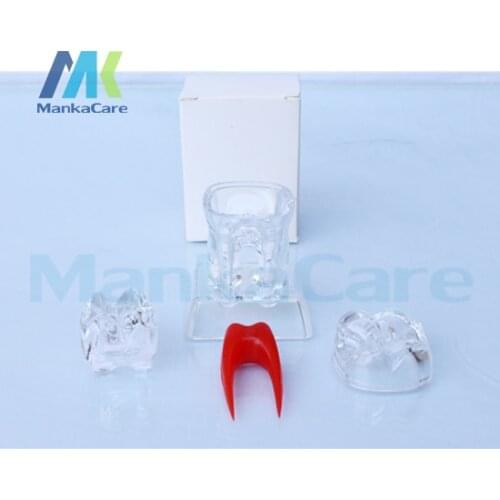 Oral Model 4 Times Dental Implant Disease Teeth Model with Restoration Bridge Tooth Model Dentist for Medical Science Teaching