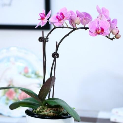 10pcs/50pcs Phalaenopsis Plant Support fixed wire bracket Garden Flower Vine Clips for Supporting Stems Vines Stalks