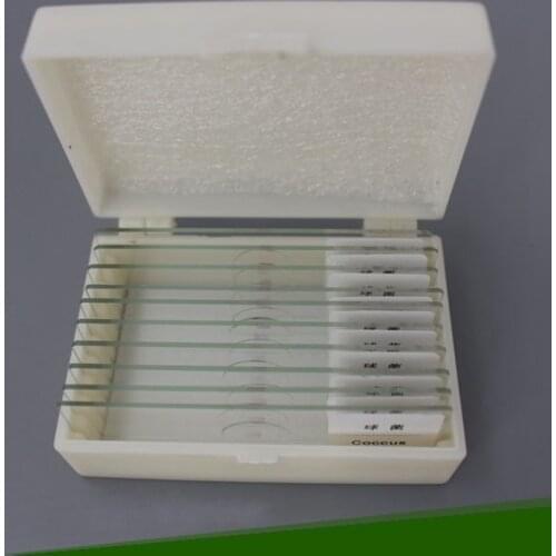 10 PCS Professional Prepared Microbial Fungus Bacteria Smear Microscope Slides for Science Biology Research