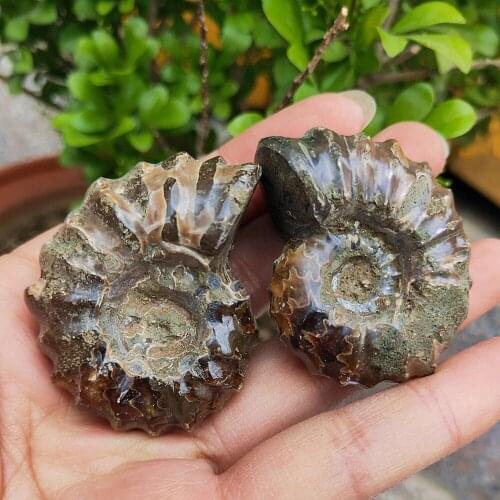 2pcs natural snail ammonite fossil shell crystal Mineral samples fossil conch reiki healing gift Apophyllite