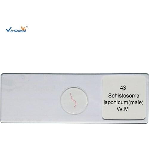 25 Kinds Parasite Slides Set Parasite Slides Parasitology Prepared Microscope Slides