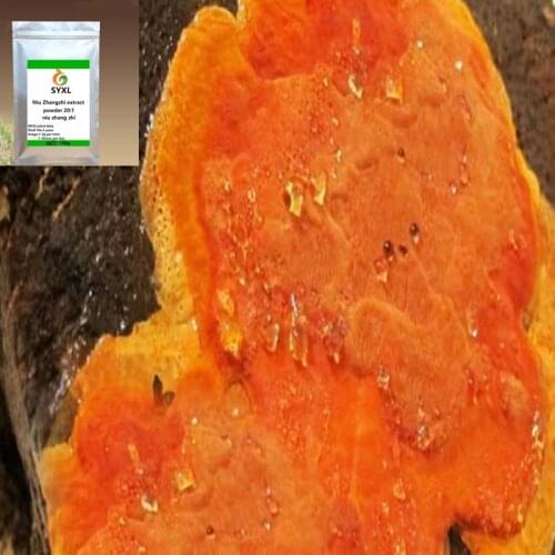100g-1000g Antrodia cinnamomea extract Antrodia Camphorata Extract powder