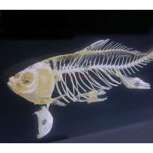 School student children showing display Middle school student children showing fishbone structure fish bone specimen resin amber