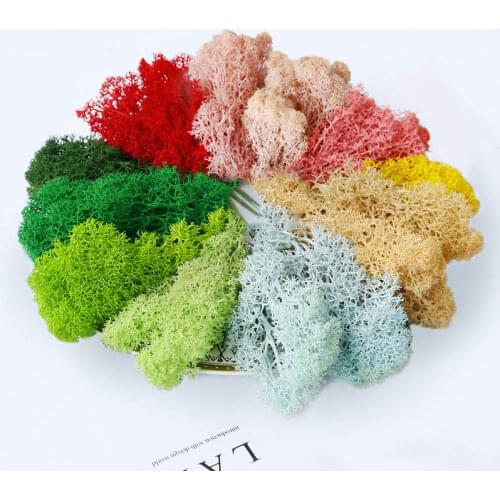 Eternal Life Moss Garden Home Decoration Wall DIY Flower Material Natural Norwegian Reindeer Moss Micro Landscape Accessories