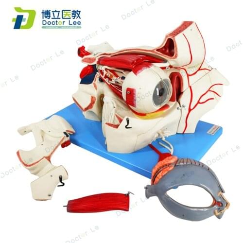 Human Anatomy Models Sense Organs Eye with Orbit Anatomical Model for Medical Educational Equipments and Supplies