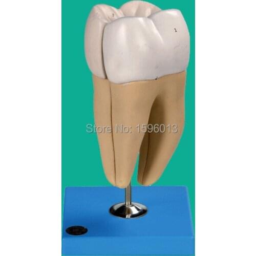 Lower Molar with Two Roots model, Molar teeth model,dental model