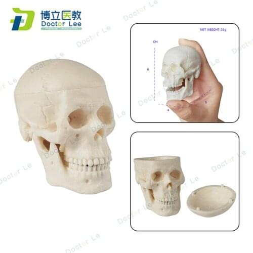3 Parts Supper Mini Plastic Skull Model for Medical and Art Teaching Demonstration Tools