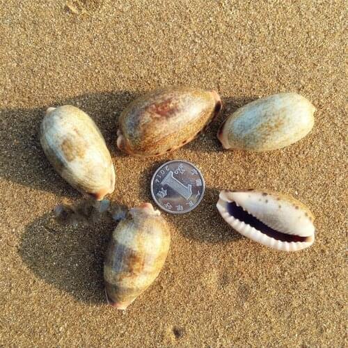 Natural rare specimen collection screw series 2.5-4CM starfish sea star shell diy seashells decorative