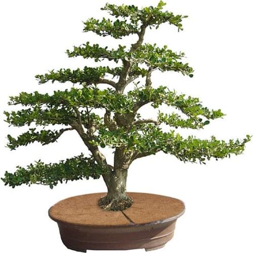 Tree Disc Plant Cover Coconut Mulch Cover Tree Ring Mats Coir Fiber Gardening Coconut Fiber Mulch Ring Protector Garden Tools