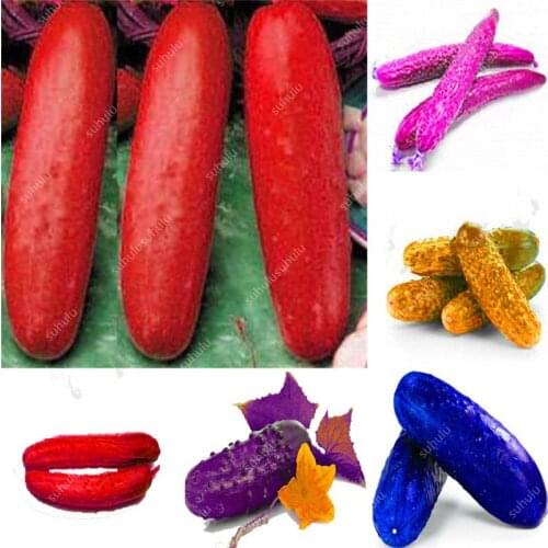 100 Pcs Artificial Cucumber